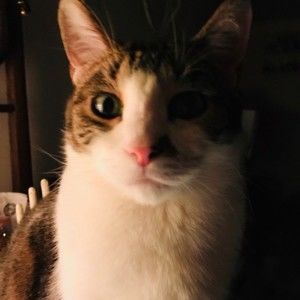 Meet your Posher, Anne